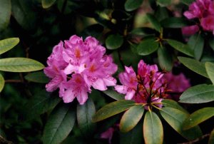 Rhododendron